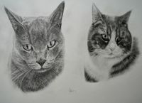 Katzenportrait Doppelportrait Bleistift 40x60