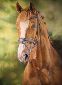 Pferdeportrait in &Ouml;l auf 60 x 80 Leinwand auf Keilrahmen gespannt
