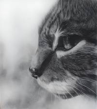 Katzenportrait Bleistift auf 80 x 80 B&uuml;ttenpaier