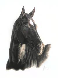 Rappe Pferdeportrait Zeichnung in Pastellkreide auf 55x75 B&uuml;ttenpapier