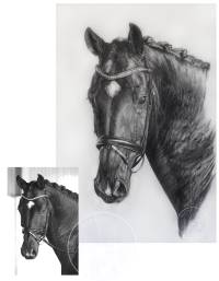Pferdeportrait in Bleistift auf 55x75 B&uuml;ttenpapier